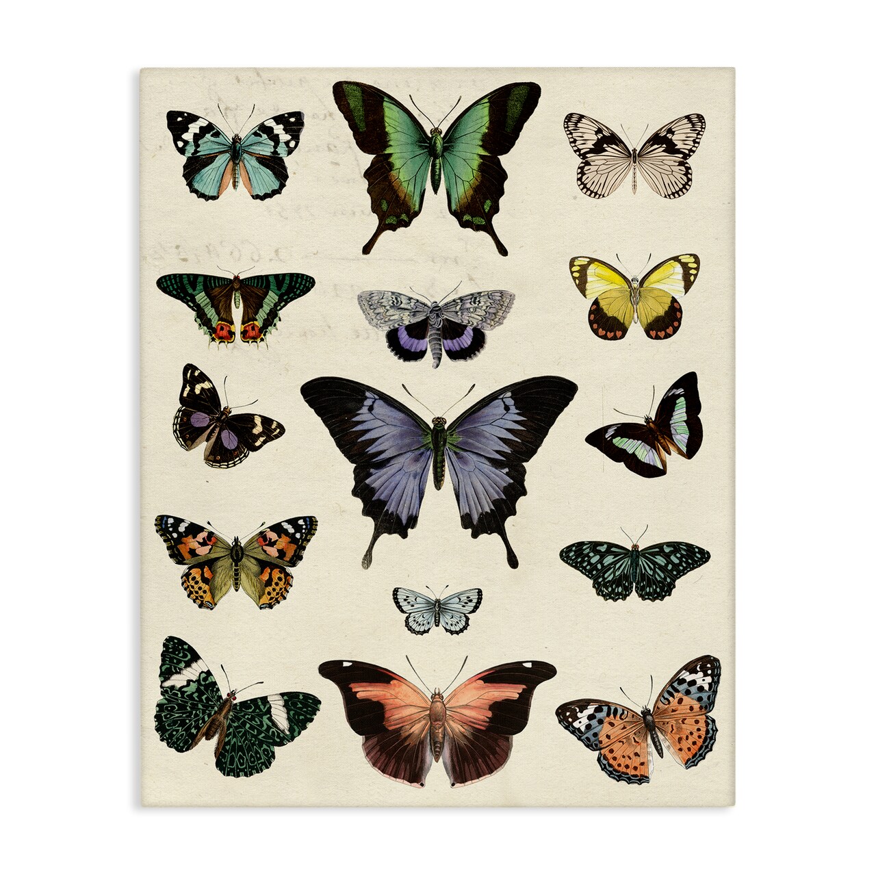 Stupell Industries Varied Vintage Butterflies Canvas Wall Art Design by Susan Arnot